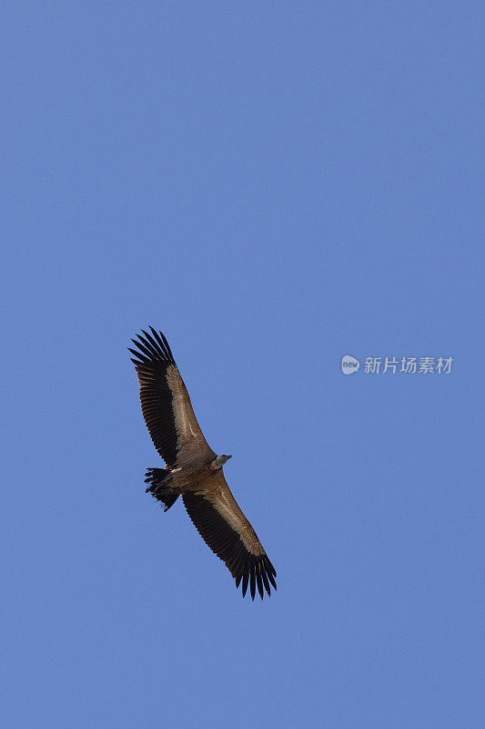 飞行中的欧亚狮鹫秃鹫(Gyps fulvus)